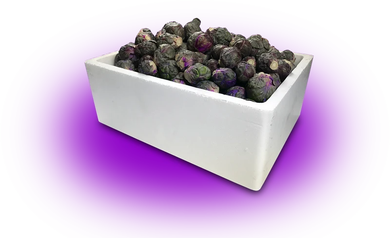 purple-brussell-sprouts